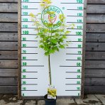 Javor širasavov (Acer shirasawanum) ´JORDAN´ výška 110-120 cm, kont. C4L  - NA KMIENKU